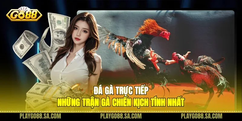 Đá Gà Trực Tiếp
