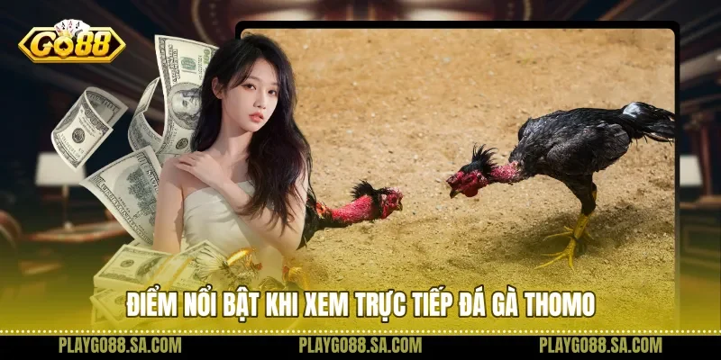 Điểm nổi bật khi xem trực tiếp đá gà Thomo