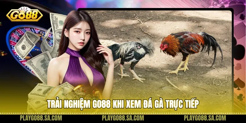Trải nghiệm Go88 khi xem đá gà trực tiếp 