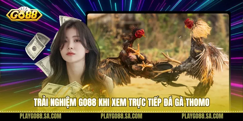 Trải nghiệm Go88 khi xem trực tiếp đá gà Thomo