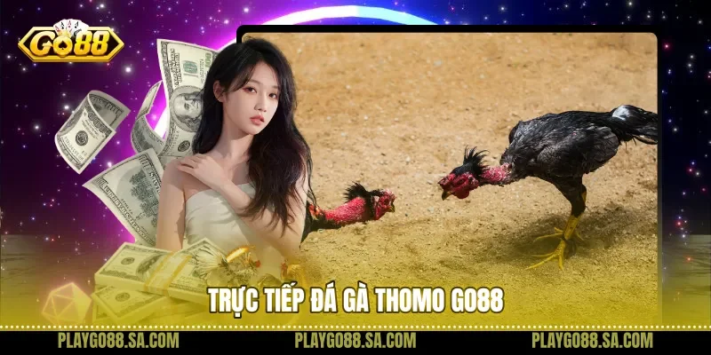 Trực tiếp đá gà Thomo Go88